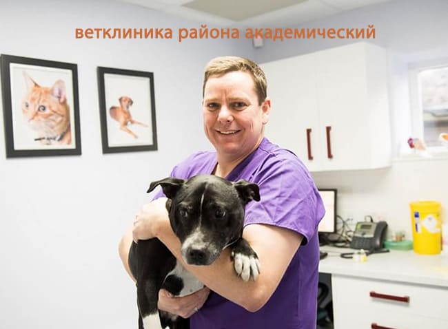 Ветеринарные клиники района академический