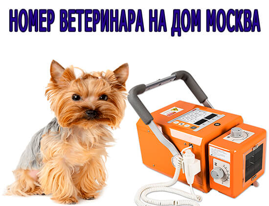 Номер ветеринара на дом Москва