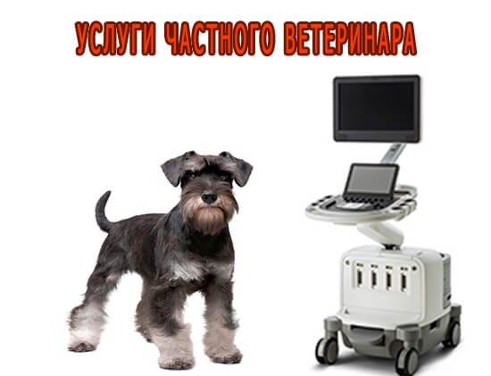 Услуги частного ветеринара 