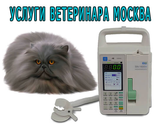 Услуги ветеринара Москва