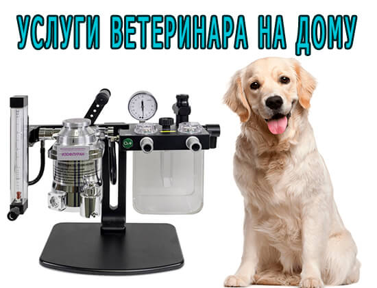 Услуги ветеринара на дому