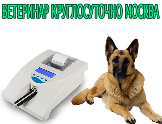 Ветеринар круглосуточно Москва