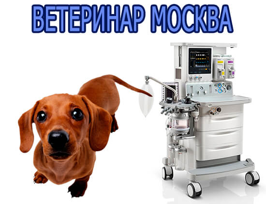 Ветеринар Москва