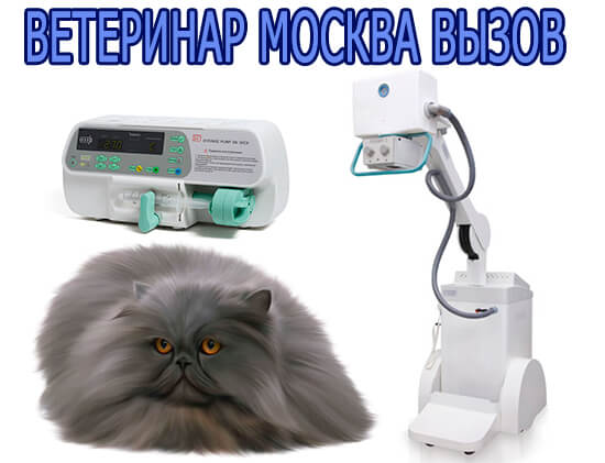 Ветеринар Москва вызов
