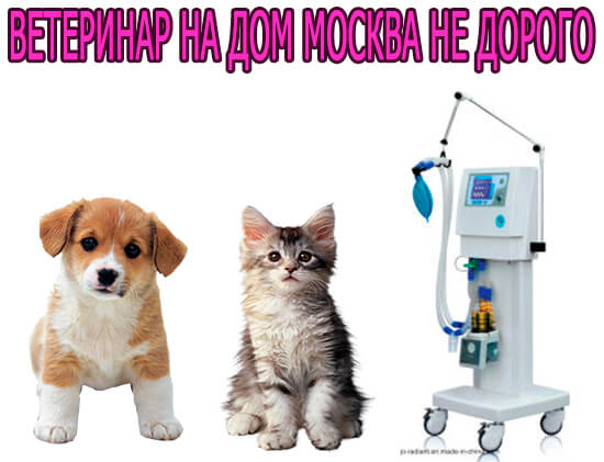 Ветеринар на дом Москва недорого