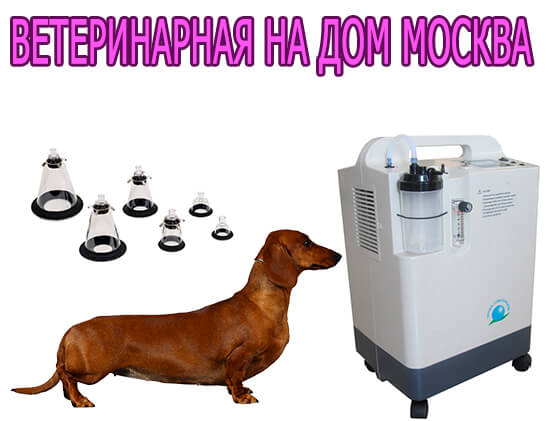 Ветеринарная на дом Москва
