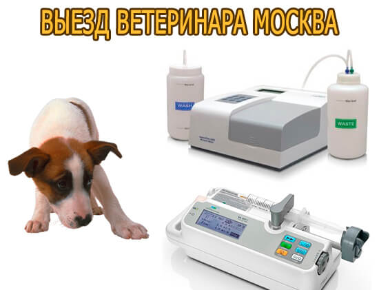 Выезд ветеринара Москва