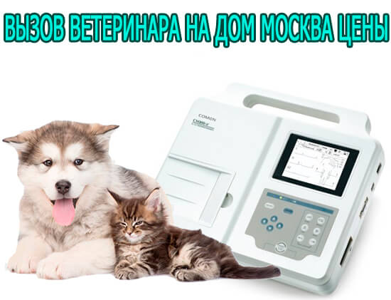 Вызов ветеринара на дом Москва цены