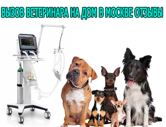 Вызов ветеринара на дом в Москве отзывы