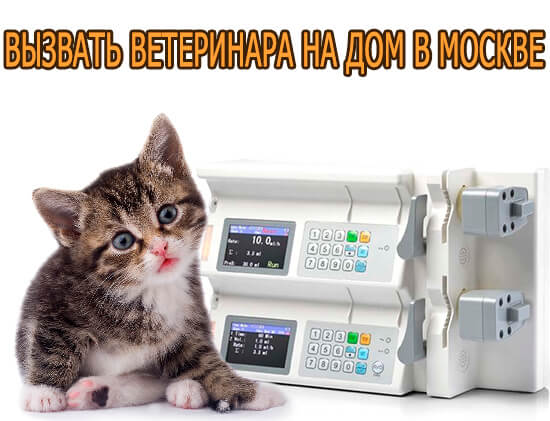 Вызвать ветеринара на дом в Москве